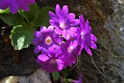 39 Primula irsuta (Primula hirsuta)